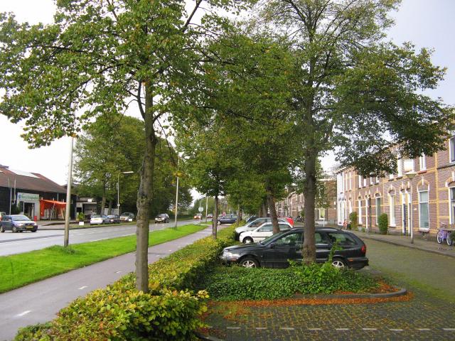Groen straatbeeld aan de Deventerstraatweg